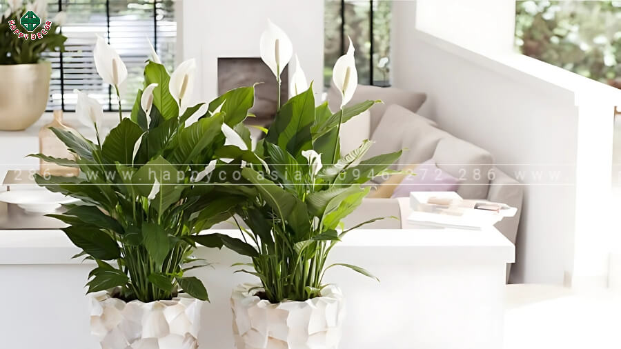 Tránh đặt cây có gai trong phòng ngủ Tránh đặt cây có gai trong phòng ngủ