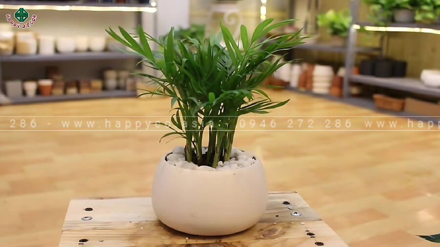 Tránh đặt cây quá lớn che khuất ánh sáng tự nhiên Tránh đặt cây quá lớn che khuất ánh sáng tự nhiên