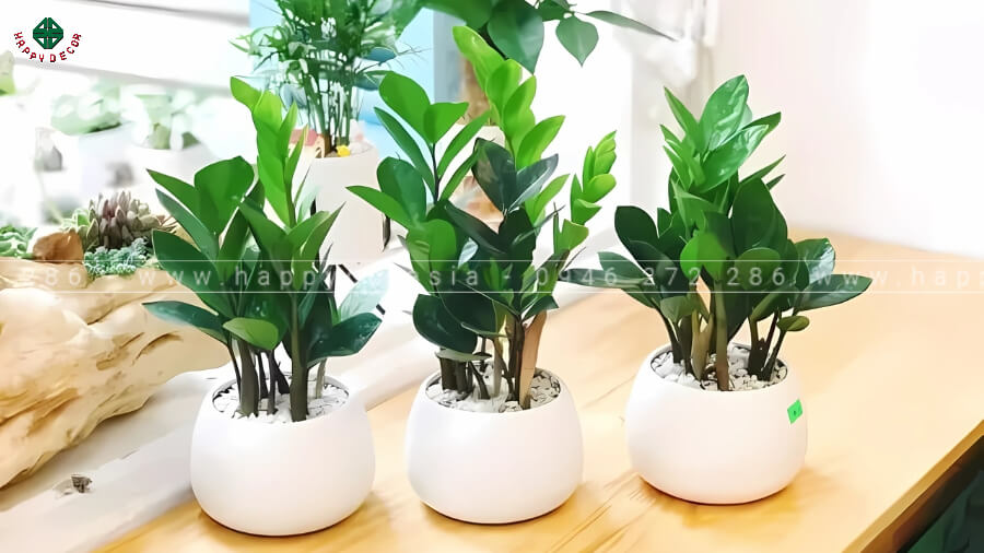 Nếu cây có dấu hiệu "thoi thóp", hãy thay cây mới nhé Nếu cây có dấu hiệu "thoi thóp", hãy thay cây mới nhé