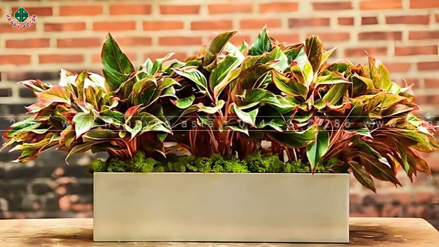 Đặt cây phù hợp không cần quá nhiều Đặt cây phù hợp không cần quá nhiều