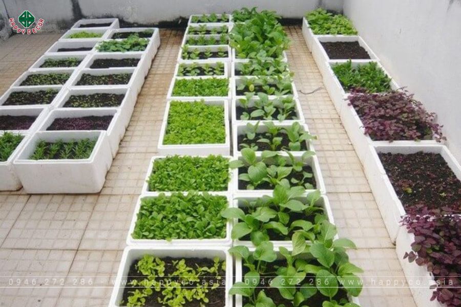 Tái chế thùng xốp vừa bền vừa tiện để trồng cây Tái chế thùng xốp vừa bền vừa tiện để trồng cây