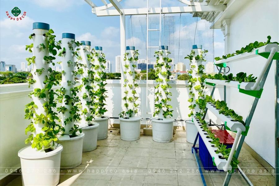 Vườn thủy canh trồng trên sân thượng Vườn thủy canh trồng trên sân thượng