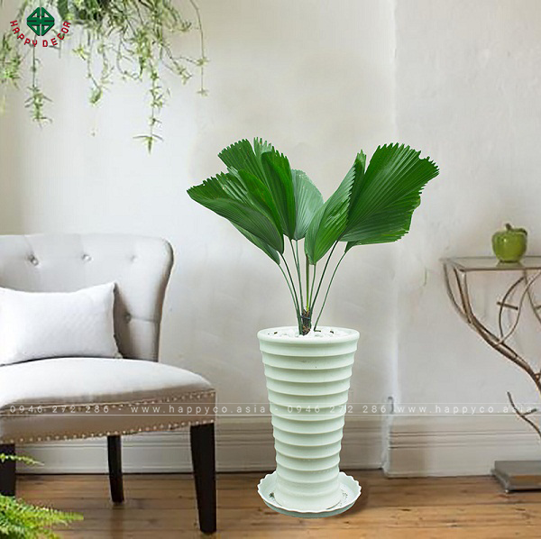 Cây cọ nhật mang tiền tài và may mắn cho gia chủ