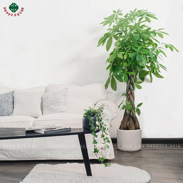 Cây Kim Ngân với thân xoắn, lá xum xuê được đặt bên cạnh ghế sofa của phòng khách