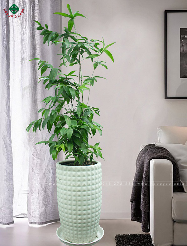 Đặt cây Trúc Nhật nơi phòng khách thể hiện sự sang trọng và quyền quý của gia chủ