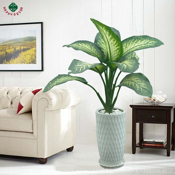 Cây Vạn Niên Thanh trưng phòng khách được các gia đình Việt ưa chuộng