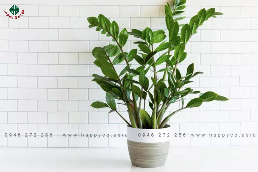 Bố trí thêm cây xanh để tăng sinh khí cho không gian Bố trí thêm cây xanh để tăng sinh khí cho không gian