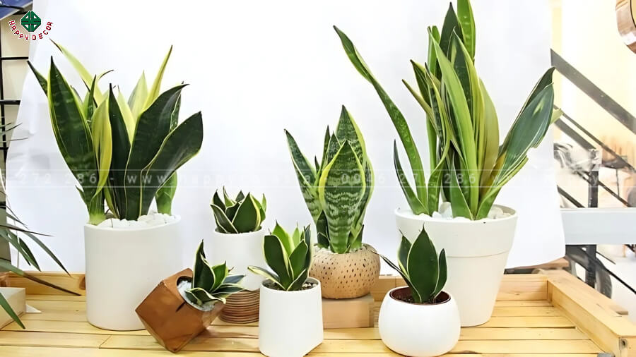 Đặt một số cây phong thủy trên bàn thờ để tăng dương khí Đặt một số cây phong thủy trên bàn thờ để tăng dương khí