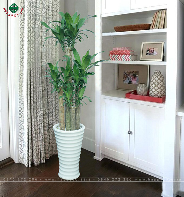 Thiết Mộc Lan hay được trưng phía sau cánh cửa chính hoặc nơi góc nhà gần cửa sổ