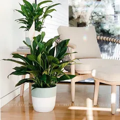 10+ Loại Cây Phong Thủy Cho Phòng Khách Để Kích Tài Lộc