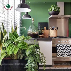 Tổng Hợp 4 Loại Cây Cảnh Phong Thủy Nên Đặt Trong Phòng Bếp