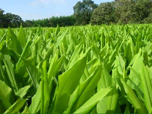 Bôi nghệ tươi lên mặt có tác dụng gì Bôi nghệ tươi lên mặt có tác dụng gì