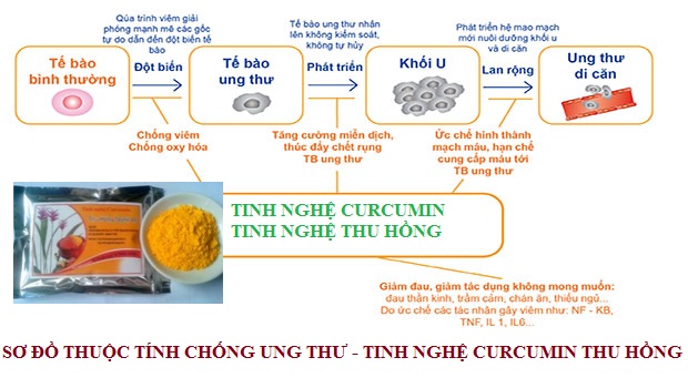 Tinh nghệ curcumin huỷ diệt tế bào ung thư