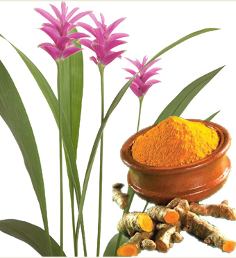 Tinh dầu nghệ chủ yếu được dùng tạo màu cho mỹ phẩm Tinh dầu nghệ chủ yếu được dùng tạo màu cho mỹ phẩm