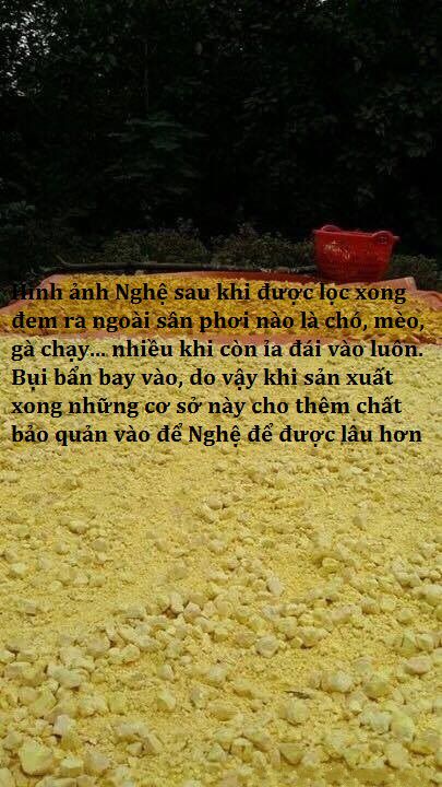 Sau khi ngâm nước xong đã loại bỏ hết tinh dầu nghệ đi mang tiinh nghệ ra ngoài sân, ngoài vườn phơi Sau khi ngâm nước xong đã loại bỏ hết tinh dầu nghệ đi mang tinh nghệ ra ngoài sân, ngoài vườn phơi