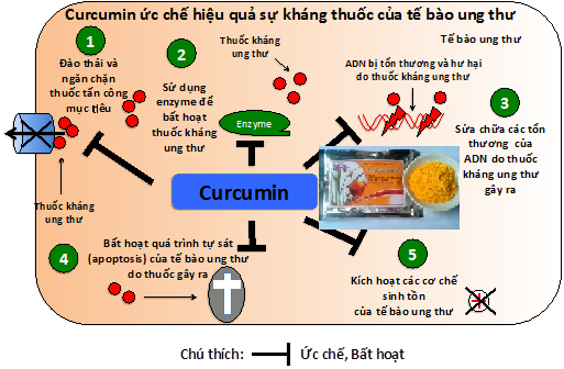 Curcumin giúp hỗ trợ điều trị bệnh ung thư hiệu quả Curcumin giúp hỗ trợ điều trị bệnh ung thư hiệu quả