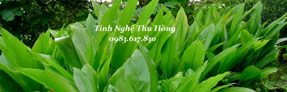 Công dụng của nghệ Công dụng của nghệ