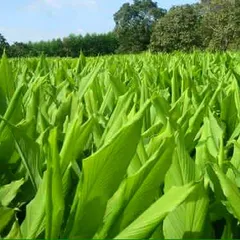 Củ nghệ và nơi bán TINH BỘT NGHỆ tốt nhất trên thị trường hiện nay