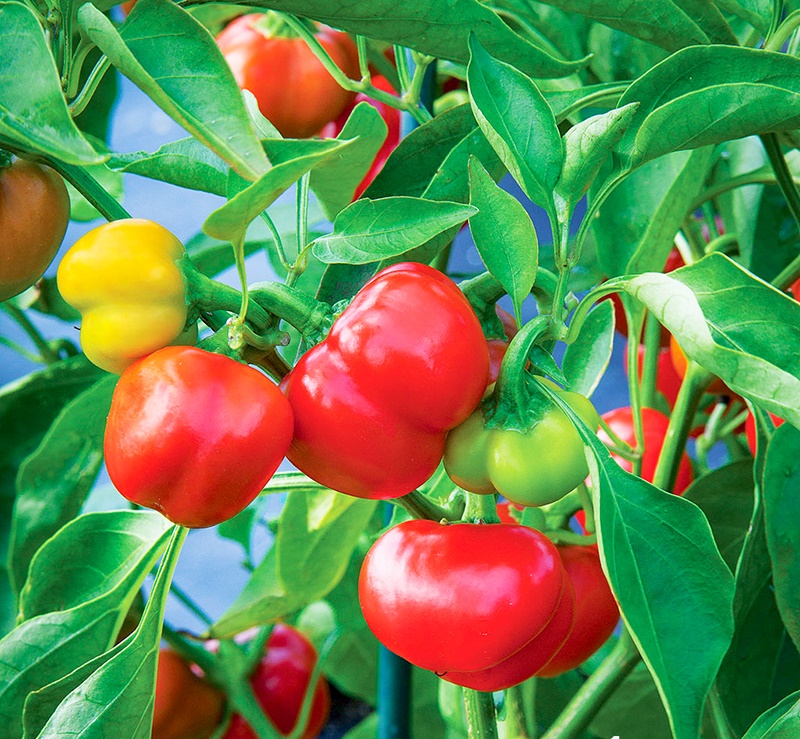 Cách trồng cây ớt chuông bằng hạt ở tphcm