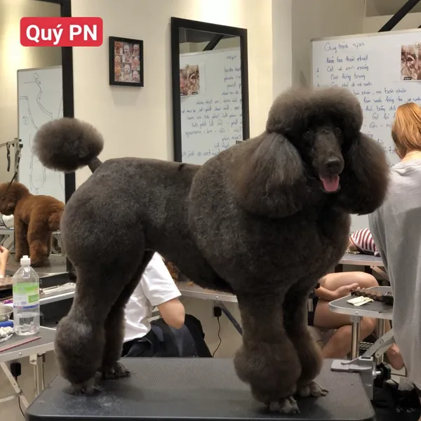 Kéo pet master 9 inch