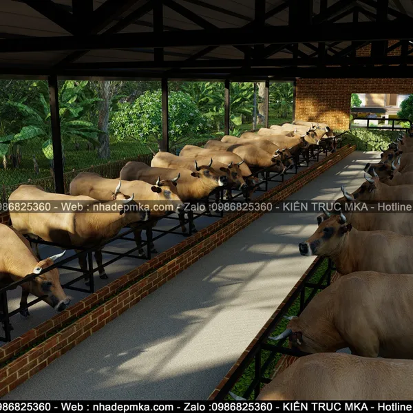Thiết kế thi công Farm Stay nuôi bò - Tây Ninh