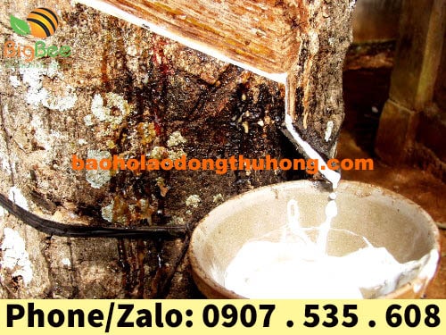 găng tay y tế có bột Safefit trắng được làm từ cao su Latex