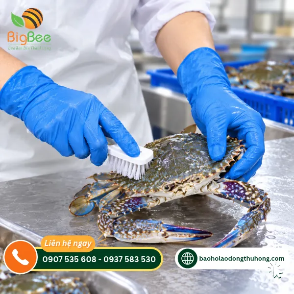 Sử dụng găng tay Nitrile màu xanh khi sơ chế ghẹ Sử dụng găng tay Nitrile màu xanh khi sơ chế ghẹ