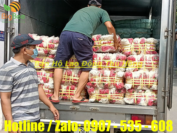 thu hồng nhập kho 50000 đôi bao tay len nhúng nhựa đỏ 03
