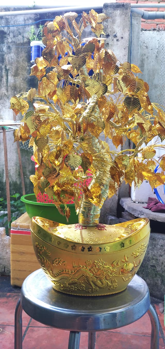 Kinh doanh tết 2021 với cây đồng tiền đẹp Kinh doanh tết 2021 với cây đồng tiền đẹp