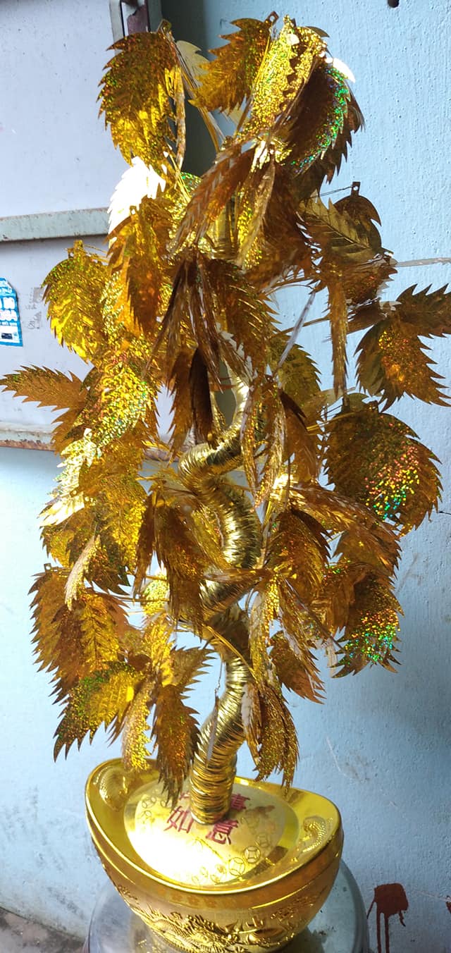 Kinh doanh tết 2021 với cây đồng tiền đẹp Kinh doanh tết 2021 với cây đồng tiền đẹp