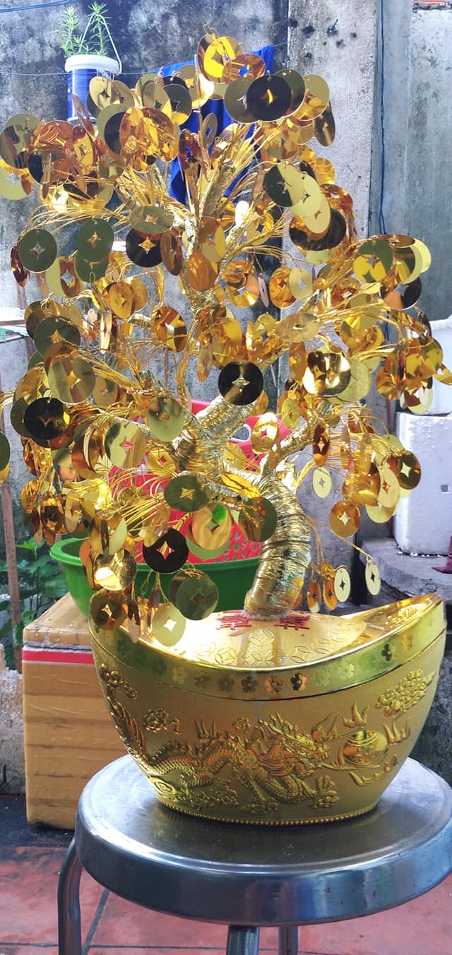 Kinh doanh tết 2021 với cây đồng tiền đẹp Kinh doanh tết 2021 với cây đồng tiền đẹp