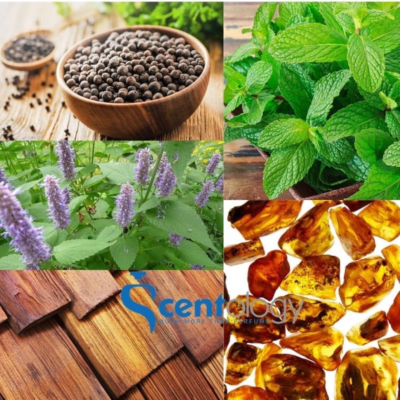 TOP 5 NƯỚC HOA MÙI HỔ PHÁCH DÀNH CHO NAM - HƯƠNG LỊCH LÃM, NAM TÍNH