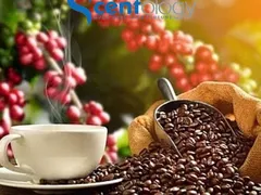 Hương Cafe trầm ấm - Gia vị đậm đà cho những chai nước hoa
