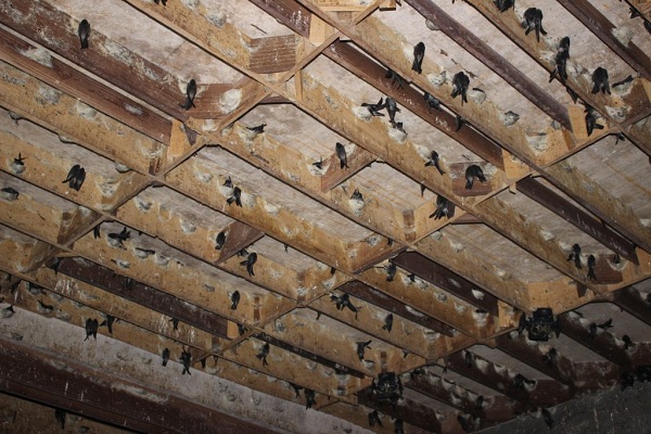 Mô hình nhà Yến tại Nha Trang