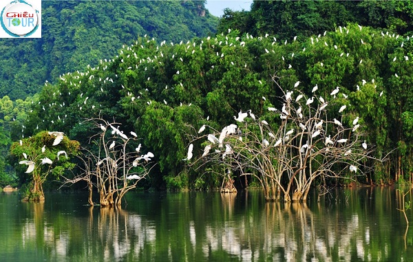 Sân chim Vàm Hồ tại Bến Tre