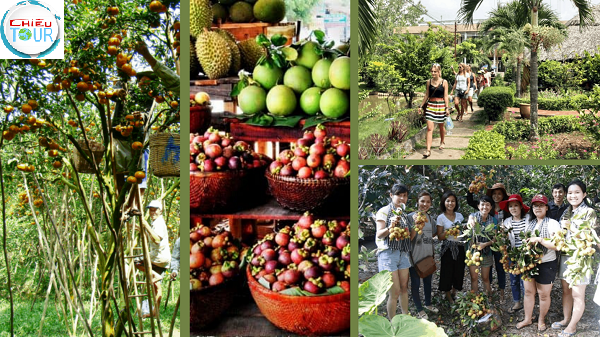 Vườn trái cây Cái Mơn tại Bến Tre