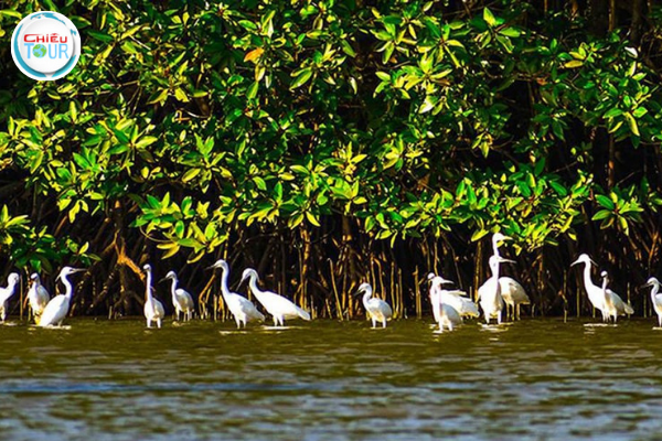 Cồn Chim tại Đầm Thị Nại
