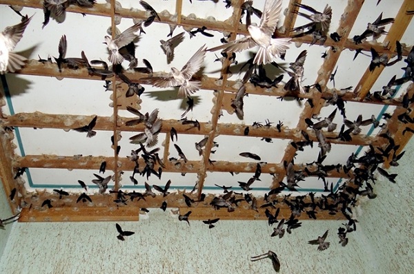 Mô hình Nhà Yến tại Nha Trang