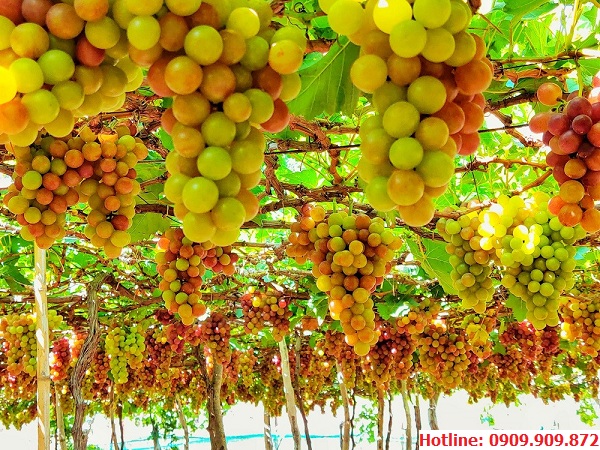 Vườn Nho tại Phan Rang - Ninh Thuận