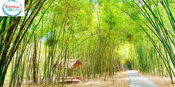Những hàng tre xanh ngát tại Bamboo garden