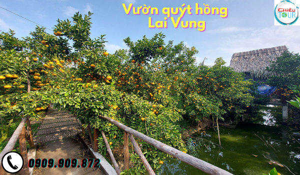 Vườn Quýt Hồng Lai Vung tại Đồng Tháp