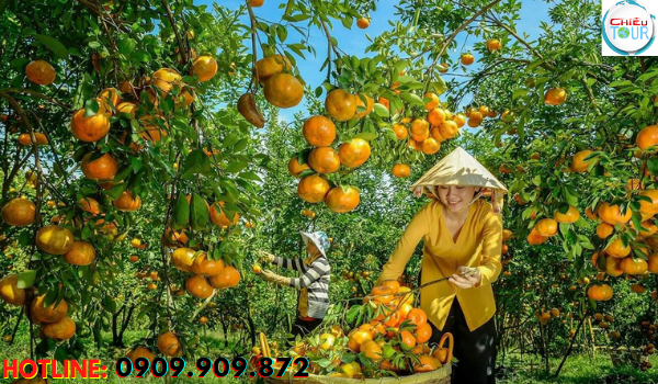 Thu hoạch quýt tại vườn