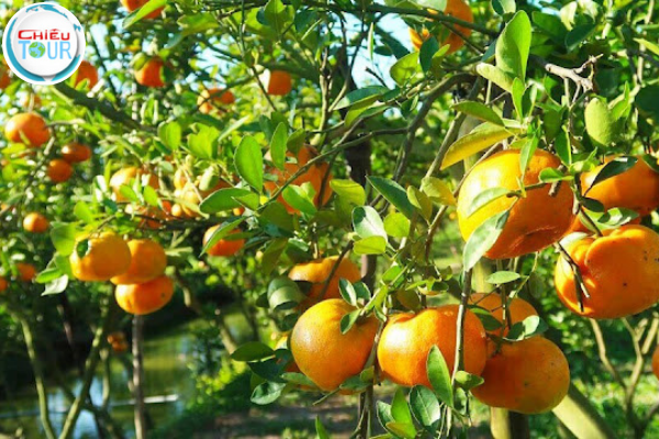 Vườn Quýt Hồng tại Đồng Tháp