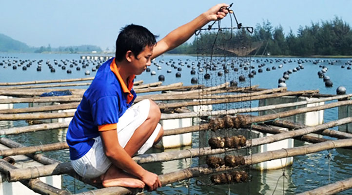 Nuôi ngọc trai tại Côn Đảo