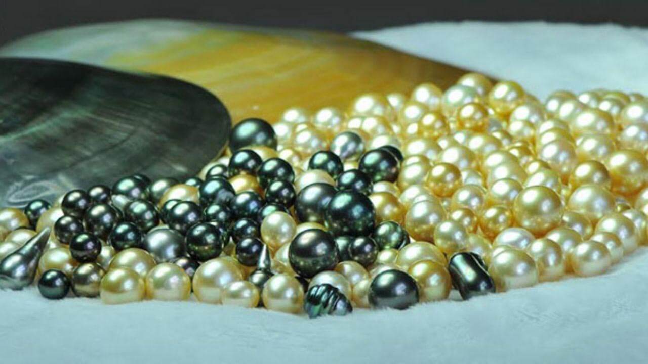 Ngọc Trai tại Côn Đảo