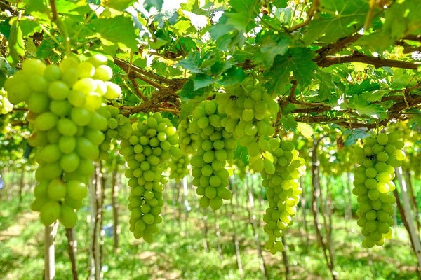 Khu vườn Nho tại Ninh Thuận