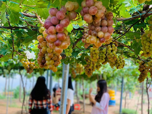 Vườn Nho Ninh Thuận