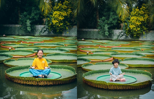 Ngồi trên những lá sen khổng lồ