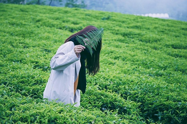 Đồi Chè Cầu Đất tại Đà Lạt