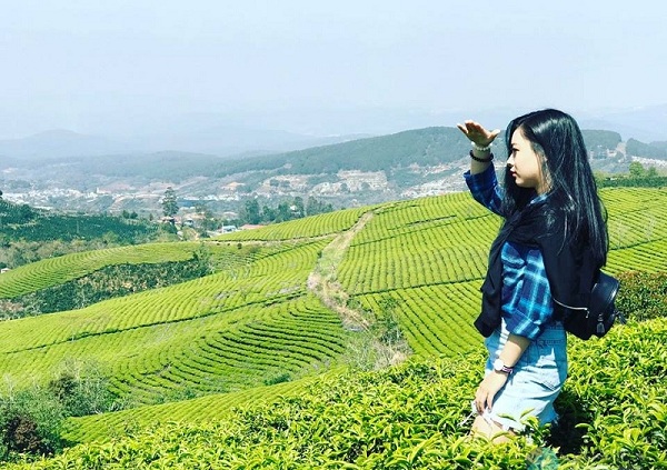 Đồi Chè Cầu Đất tại Đà Lạt